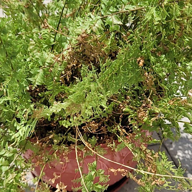 Photo of the plant species American Parsley Fern by @DeftArrowhead named Denali on Greg, the plant care app