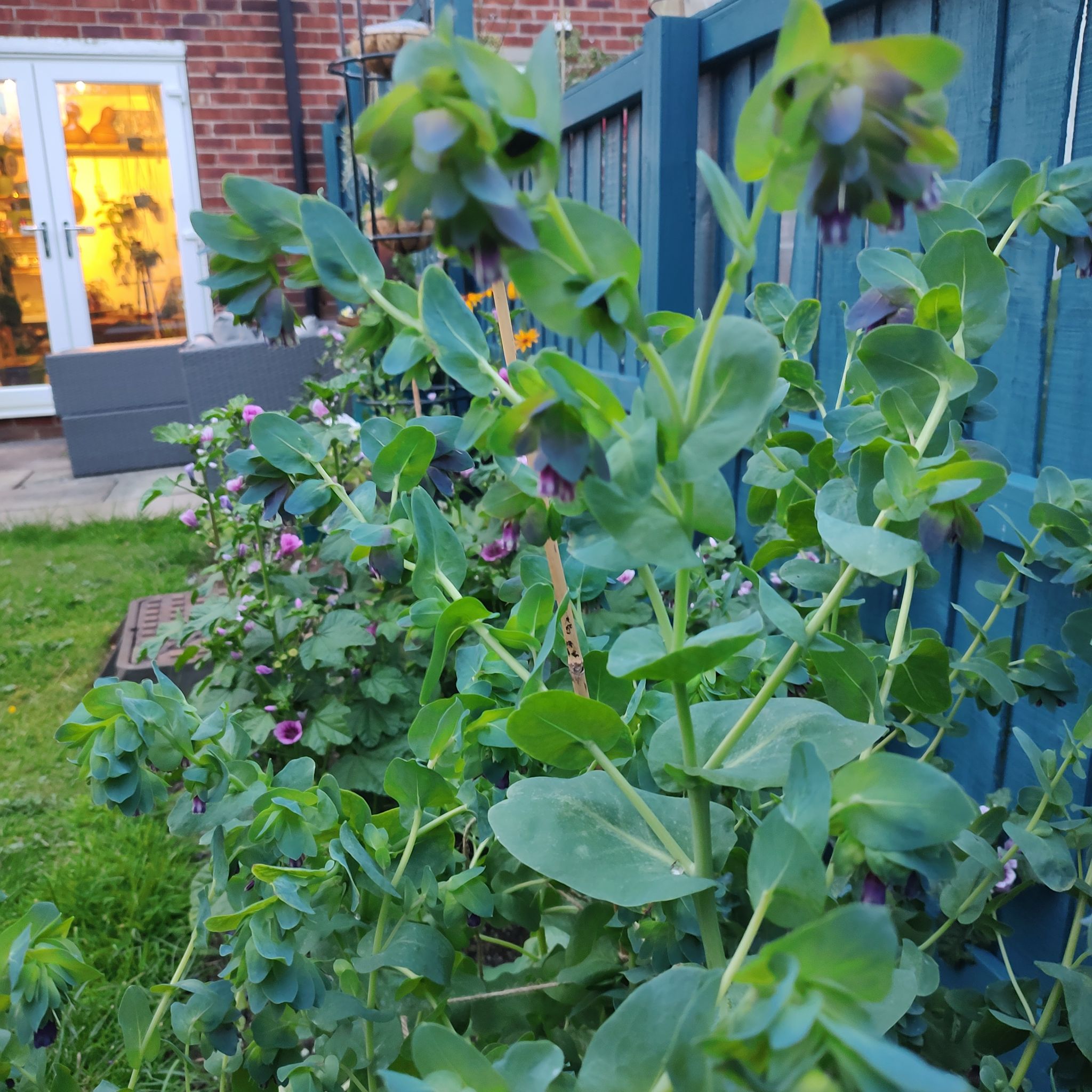 Photo of the plant species Great Honeywort by @GeniusSatinwood named Cerinthe on Greg, the plant care app