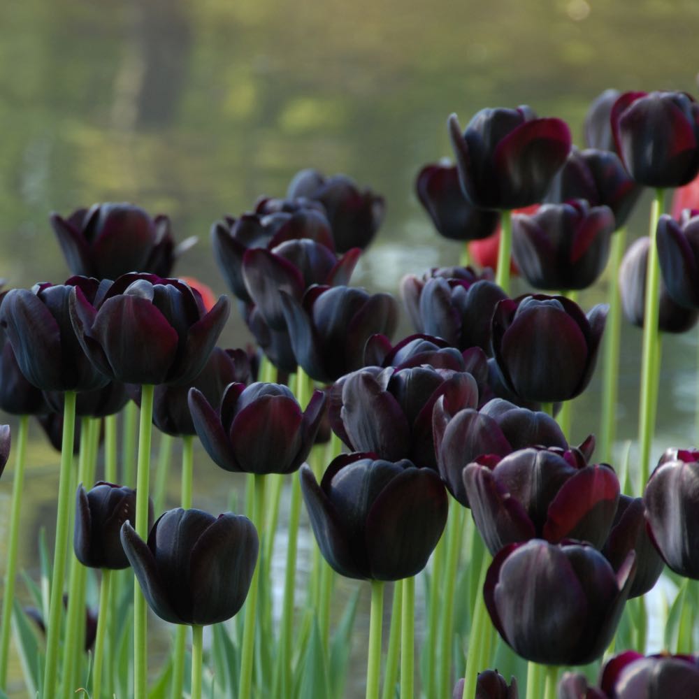 Photo of the plant species Black tulips by @Blackgreenthumb named Persephone on Greg, the plant care app