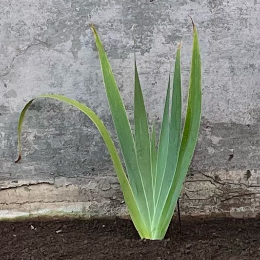 Photo of the plant species German Iris by @Blackgreenthumb named Nyx on Greg, the plant care app
