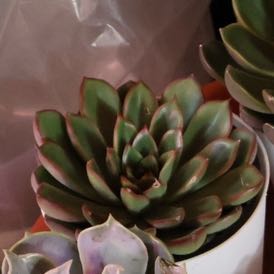 Photo of the plant species Echeveria 'Sagitta' by @Blackgreenthumb named Terra on Greg, the plant care app