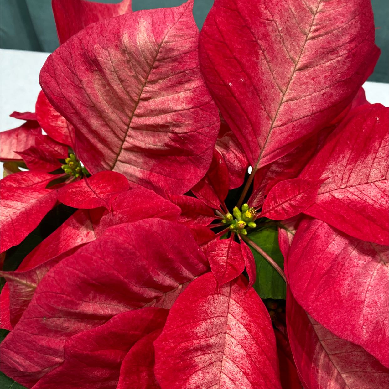Poinsettia plant with vibrant red bracts and small yellow flowers at the center.
