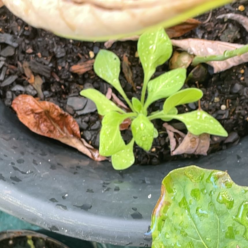 Photo of the plant species New Zealand Spinach by @WinSmalltarweed named Sage on Greg, the plant care app