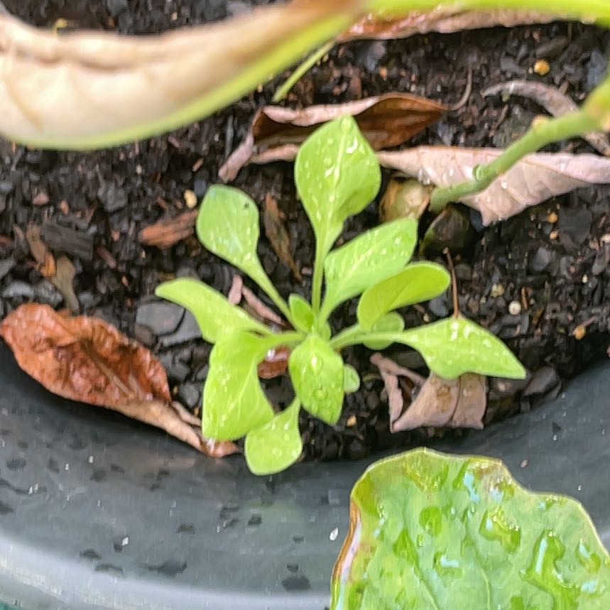 Photo of the plant species New Zealand Spinach by @WinSmalltarweed named Spike Leaves on Greg, the plant care app