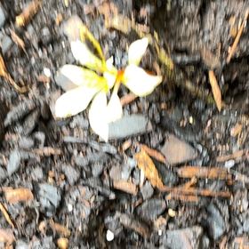 Photo of the plant species Rain Lily by @WinSmalltarweed named James Dean on Greg, the plant care app