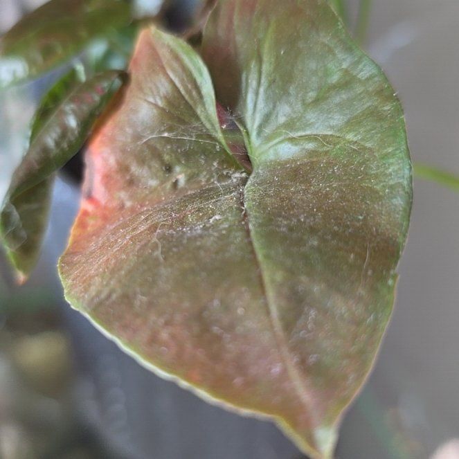 Photo of the plant species Catbrier by @SpicyTexassotol named Bigleef Smalls on Greg, the plant care app