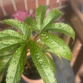 Photo of the plant species Palm Leaf Begonia by @na000mii named Maya on Greg, the plant care app