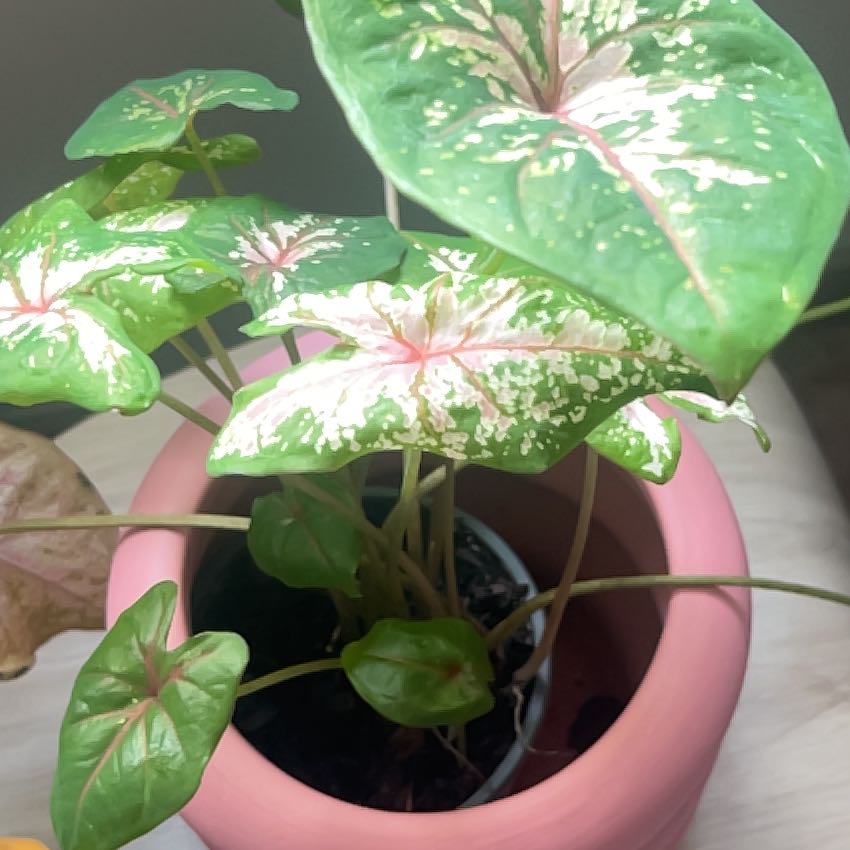 Photo of the plant species Pink Beauty by @FoxyPrairierose named Clara Bow on Greg, the plant care app