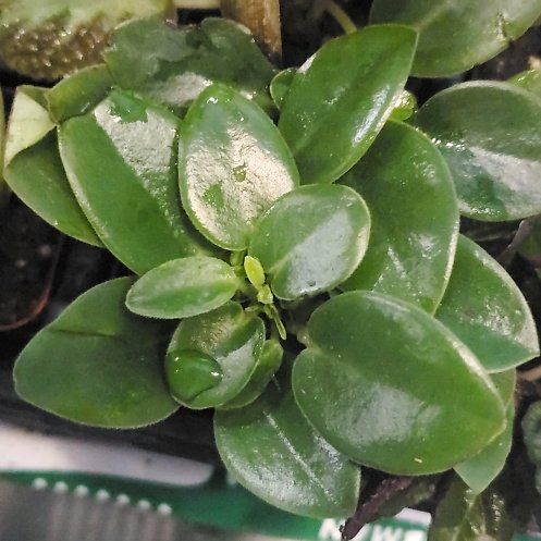 Photo of the plant species Peperomia by @JauntyColocynth named Sir Plancelot on Greg, the plant care app