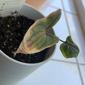 Photo of the plant species Singha Mora by @ArdentArugula named Marley on Greg, the plant care app