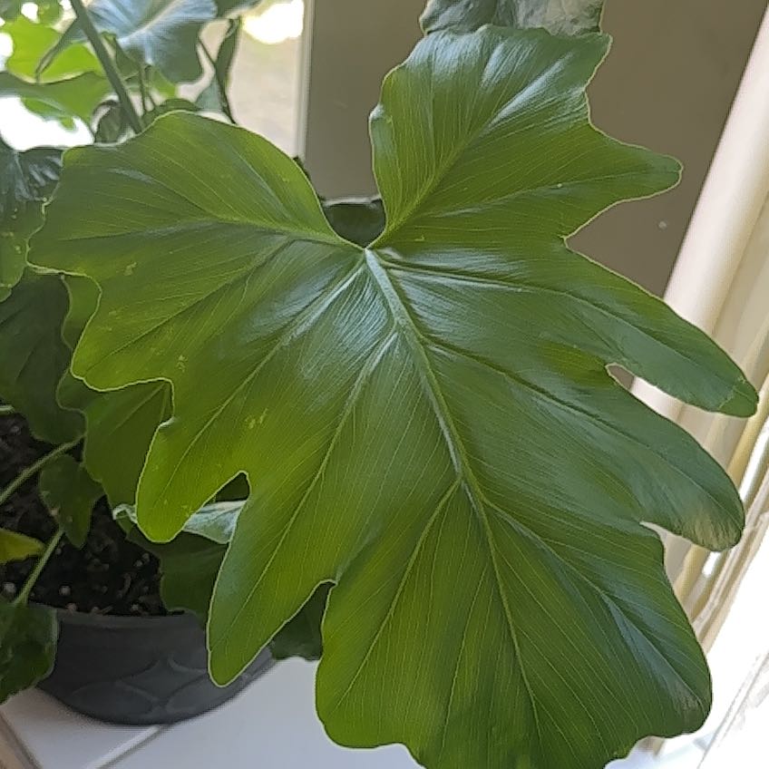 Photo of the plant species Philodendron Little Hope by @ArdentArugula named James Dean on Greg, the plant care app