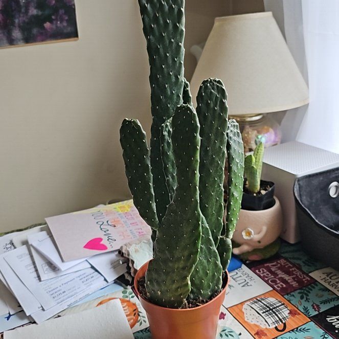 Photo of the plant species Spineless Prickly Pear by @TruePrairierose named Cowboy Spineless Cactus on Greg, the plant care app