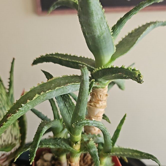 Photo of the plant species Aloe manandonae by @TruePrairierose named Aloe Caumakua Mana x Sean Red on Greg, the plant care app