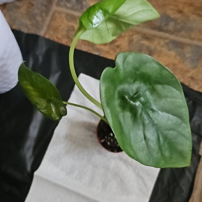 Photo of the plant species Alocasia Lukiwan by @TruePrairierose named Alocasia Lukiwan on Greg, the plant care app