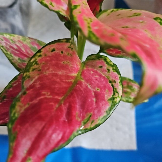 Photo of the plant species Aglaonema 'Ruby' by @TruePrairierose named Aglaonema Ruby on Greg, the plant care app