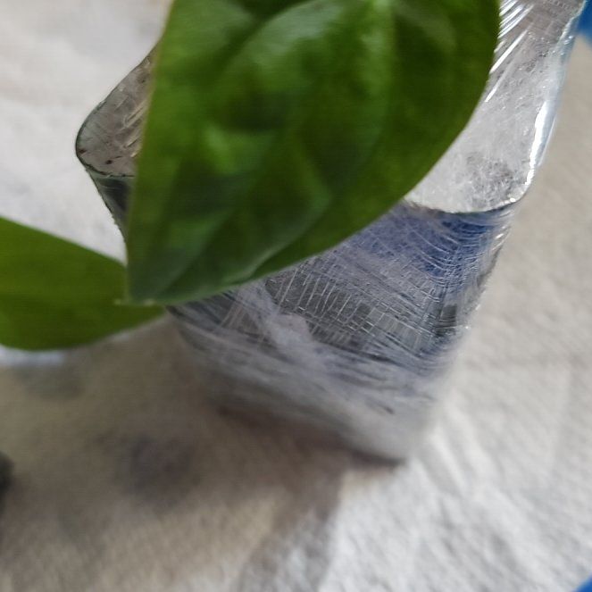 Photo of the plant species Anthurium Bvep by @TruePrairierose named Anthurium Black Velvet Eastern Panama on Greg, the plant care app