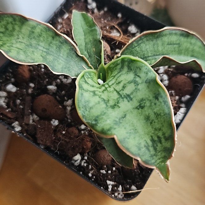 Photo of the plant species Star Sansevieria by @TruePrairierose named Sansevieria Silver Blue on Greg, the plant care app