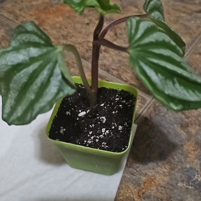 Photo of the plant species Peperomia Ecuador by @TruePrairierose named Peperomia Ecuador on Greg, the plant care app