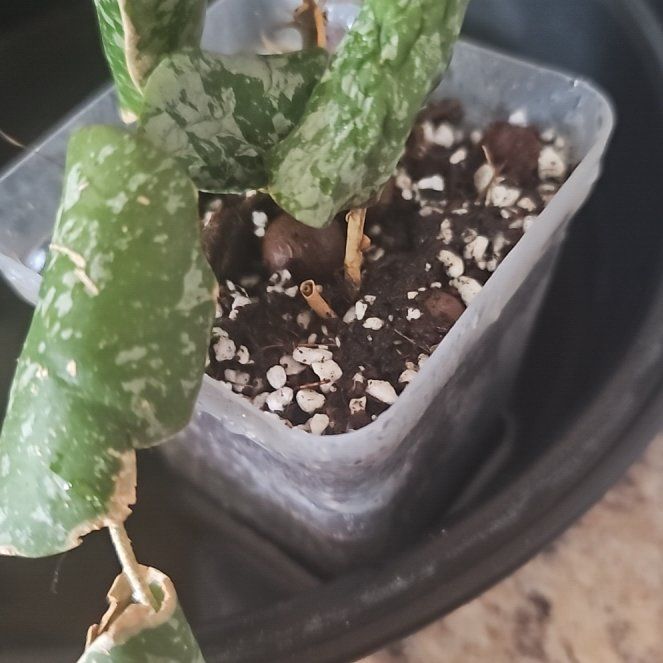 Photo of the plant species Hoya imbricata by @TruePrairierose named Hoya Imbricata on Greg, the plant care app