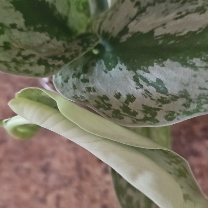 Photo of the plant species Scindapsus Exotica by @TruePrairierose named Scindapsus Exotica on Greg, the plant care app