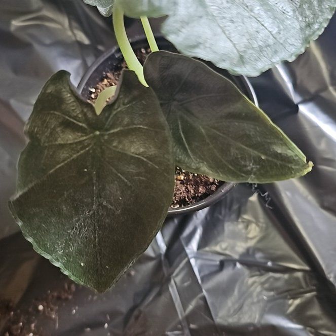 Photo of the plant species Alocasia Antoro Velvet by @TruePrairierose named Alocasia Antoro Velvet on Greg, the plant care app