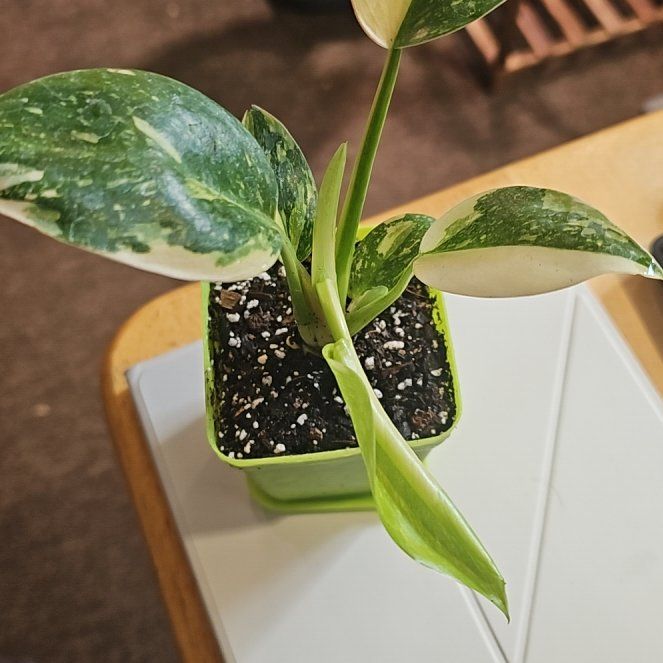 Photo of the plant species green congo by @TruePrairierose named Philodendron Green Congo Variegated on Greg, the plant care app