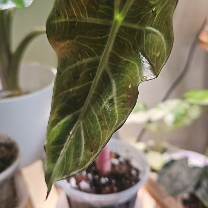 Photo of the plant species Pink Dragon Alocasia by @TruePrairierose named Alocasia Pink Dragon on Greg, the plant care app