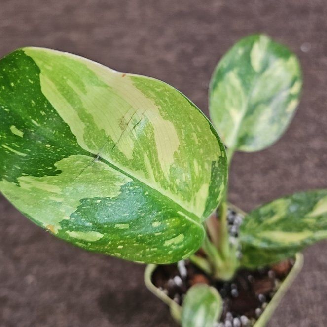 Photo of the plant species green congo by @TruePrairierose named Philodendron Green Congo Variegated Pink on Greg, the plant care app