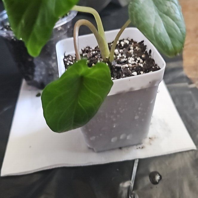 Photo of the plant species Alocasia Scalprum by @TruePrairierose named Alocasia Scalprum on Greg, the plant care app