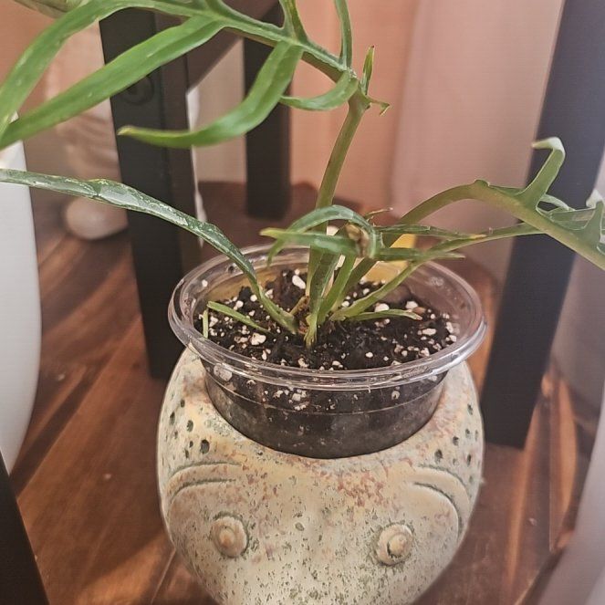 Photo of the plant species Philodendron tortum by @TruePrairierose named Philodendron Tortum on Greg, the plant care app