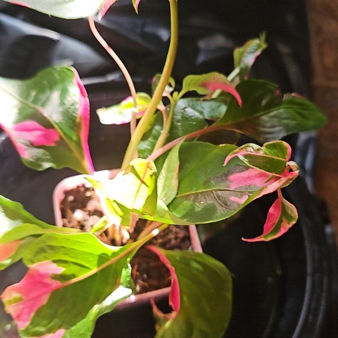 Photo of the plant species Party Time Alternanthera by @TruePrairierose named Alternanthera Party Time on Greg, the plant care app