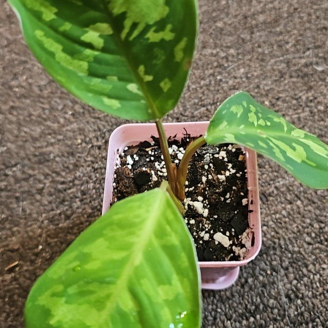 Photo of the plant species Camouflage plant by @TruePrairierose named Homalomena Camouflage on Greg, the plant care app