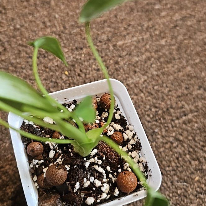 Photo of the plant species Tiny Dancer by @TruePrairierose named Alocasia Tiny Dancer 2 on Greg, the plant care app