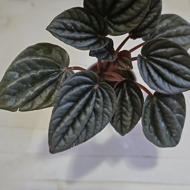 Photo of the plant species Red Luna Peperomia by @TruePrairierose named Peperomia Mendoza on Greg, the plant care app