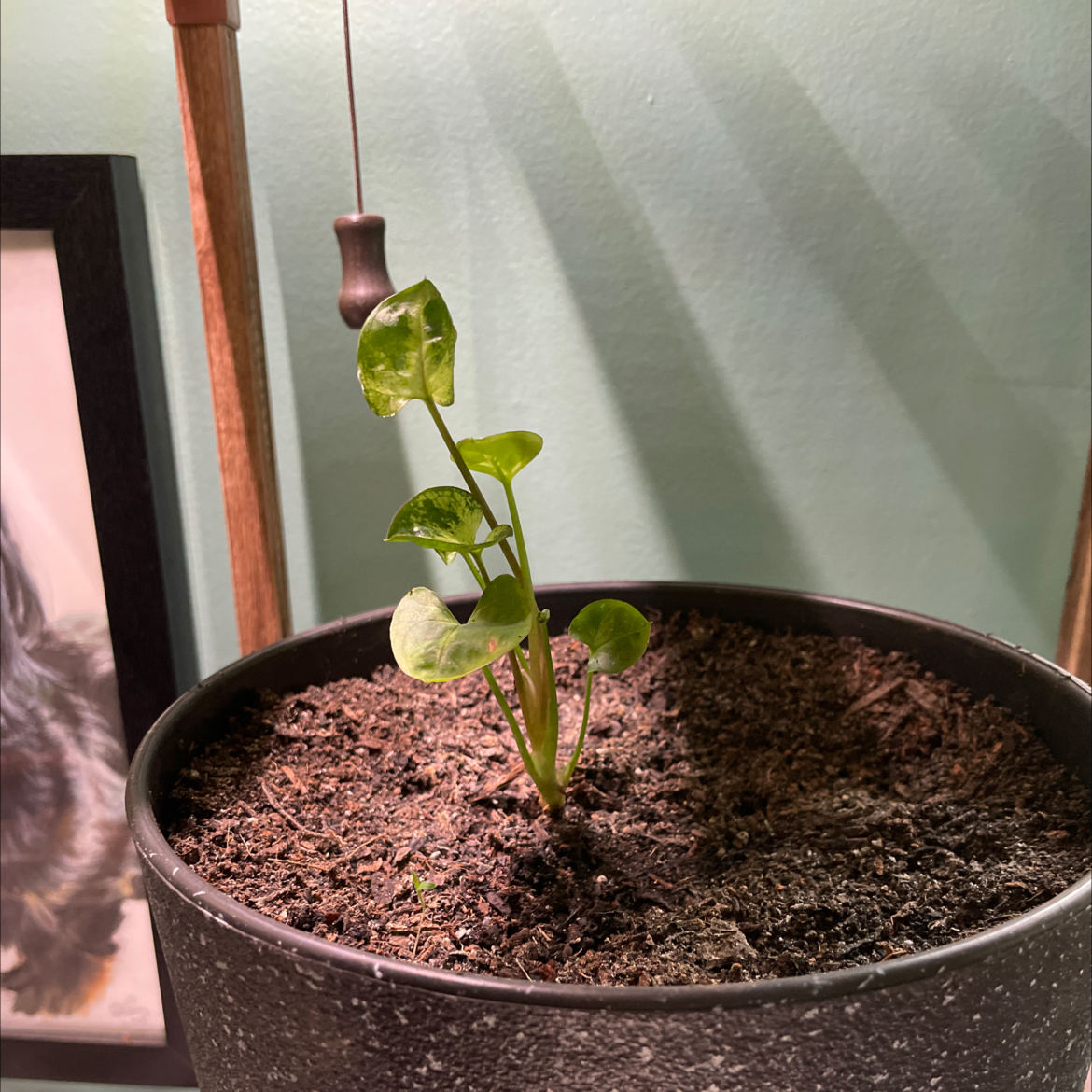 Photo of the plant species Taro 'Mojito' by @Riruby named Keanu Leaves on Greg, the plant care app