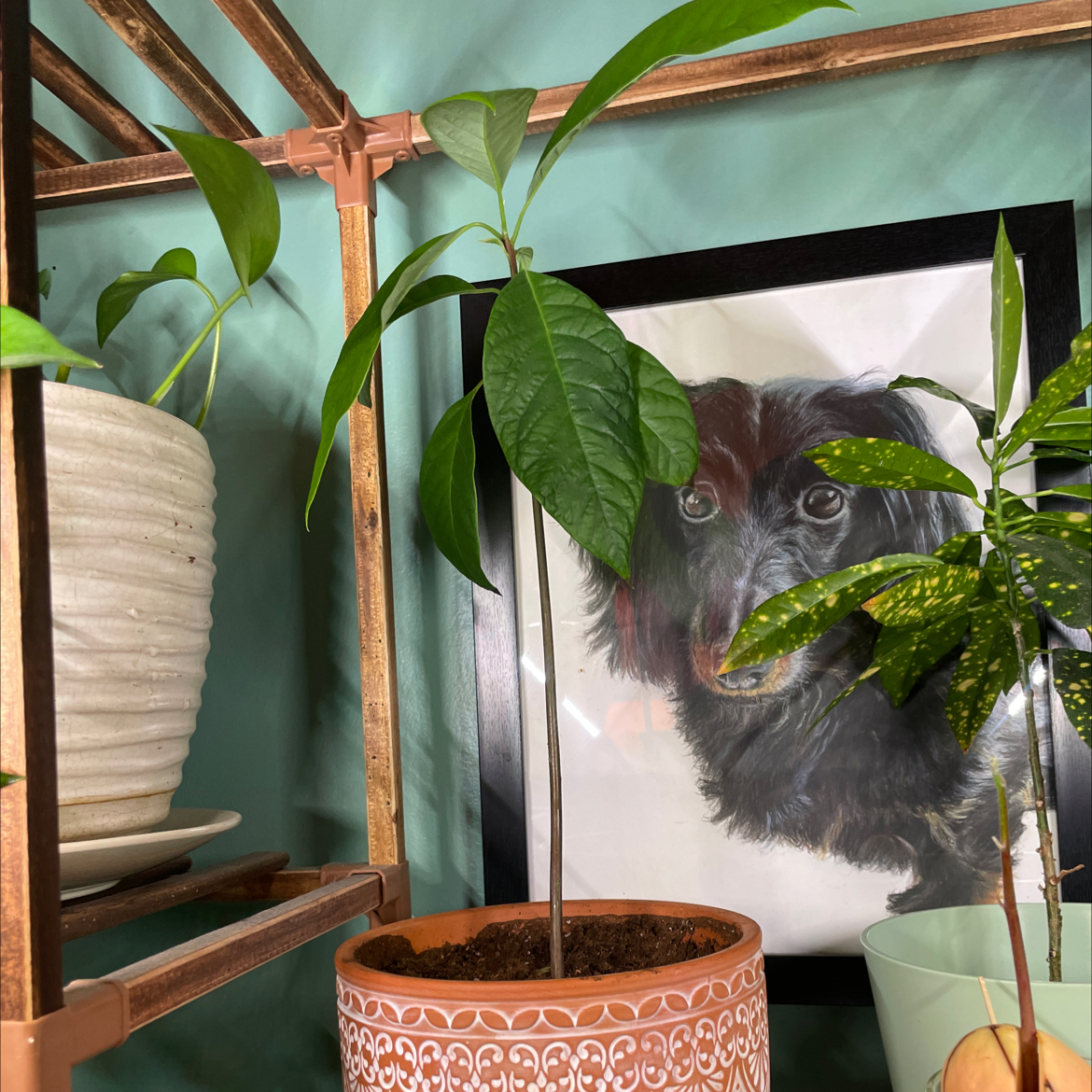 Photo of the plant species Avacado Tree by @Riruby named Bigleef Smalls on Greg, the plant care app