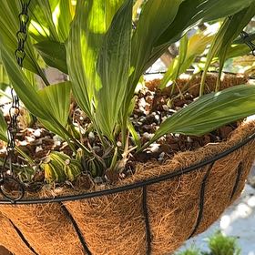 Photo of the plant species Stanhopea tigrina by @SilveryHorminum named Manuel’s plant on Greg, the plant care app