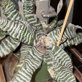 Plant care for Wandering Jew on Greg, the plant care app