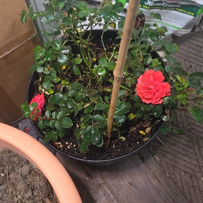 Photo of the plant species Peach Drift Rose by @YesBlackbamboos named Athena on Greg, the plant care app