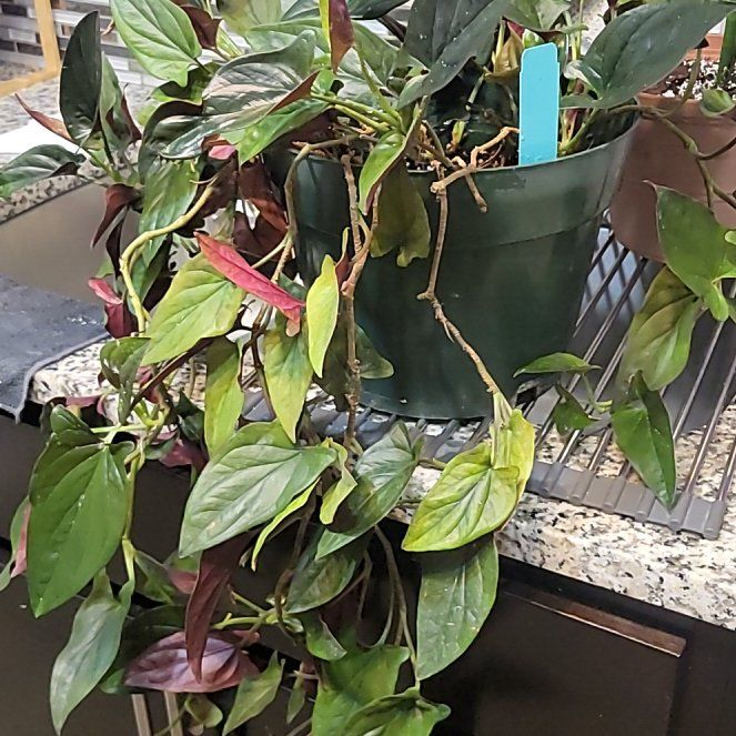 Photo of the plant species Syngonium Chocolate by @JubilantChisme named Koichi on Greg, the plant care app