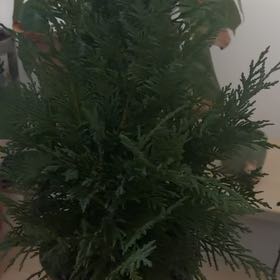 Photo of the plant species European Tree by @vioxxqq named Ymir on Greg, the plant care app