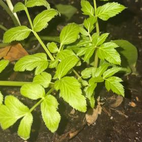 Photo of the plant species Garden Angelica by @vioxxqq named Haniel on Greg, the plant care app