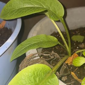 Photo of the plant species Common Comfrey by @vioxxqq named Sol on Greg, the plant care app