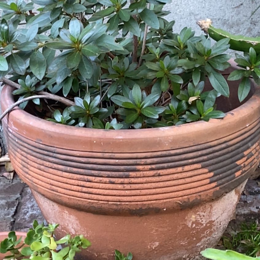Photo of the plant species Azalea by @WorthyBreadnut named Cleopatra on Greg, the plant care app