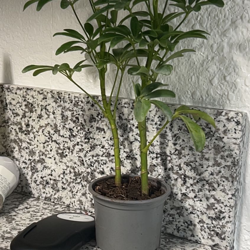 Photo of the plant species Umbrella Tree by @SpiffyBilberry named Pax on Greg, the plant care app