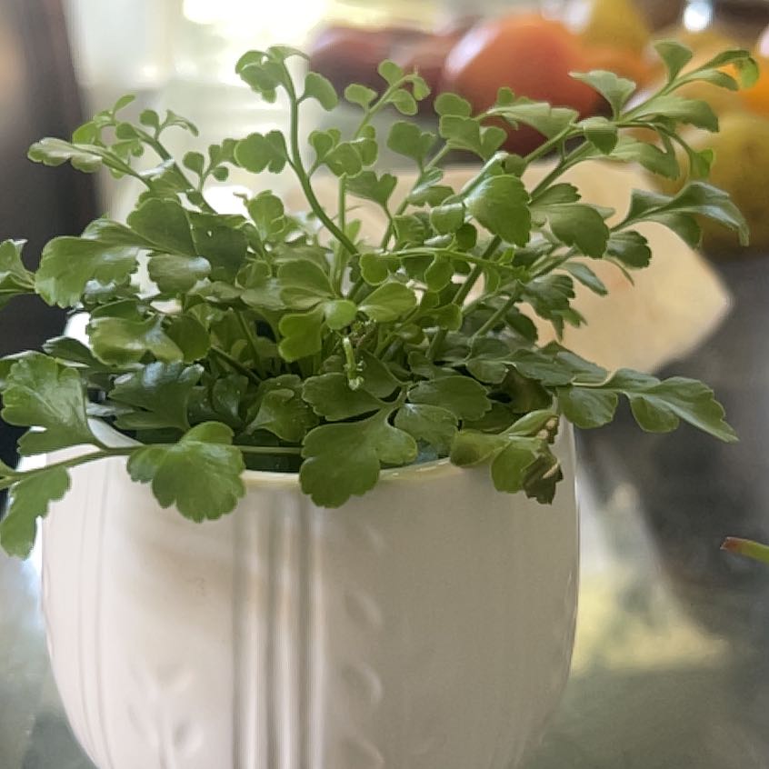 Photo of the plant species Wall-Rue by @SpiffyBilberry named Planty on Greg, the plant care app