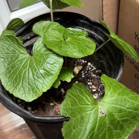 Photo of the plant species Wasabi by @ShowyGreatbrome named Kylie on Greg, the plant care app