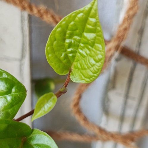 Photo of the plant species Wild Betel Leaf by @phyllokiller named Einstein on Greg, the plant care app
