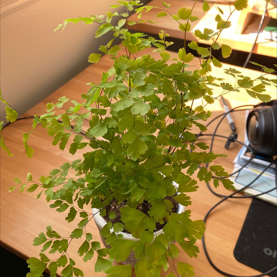 Healthy Pacific Maidenhair Fern on a desk with vibrant green leaves.