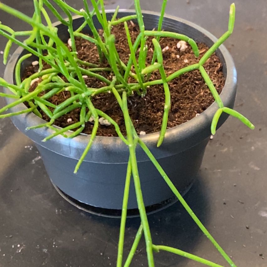 Photo of the plant species Jungle Cactus by @cmciganik named Rhipsalis on Greg, the plant care app